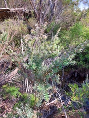 Leptospermum grandifolium