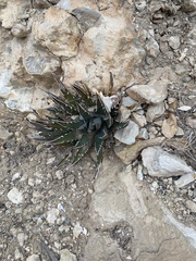 Agave utahensis kaibabensis