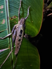 Balboana tibialis
