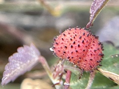 Ayenia compacta