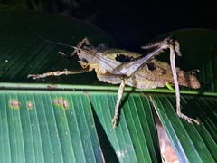 Balboana tibialis
