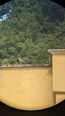 Daptrius chimango temucoensis