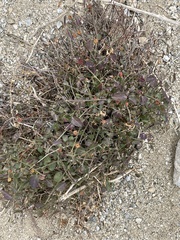 Ayenia compacta
