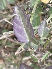Ayenia compacta