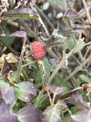 Ayenia compacta