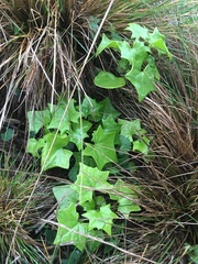 Delairea odorata