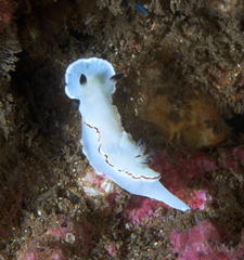 Glossodoris angasi