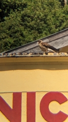 Daptrius chimango temucoensis