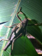 Balboana tibialis