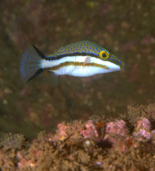 Canthigaster callisterna