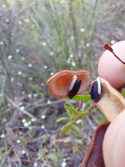 Acacia hispidula