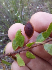 Acacia hispidula