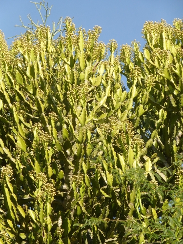 Euphorbia lactea