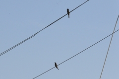 Cacomantis passerinus