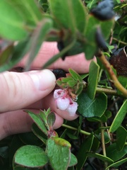 Arctostaphylos cruzensis