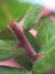 Arctostaphylos cruzensis