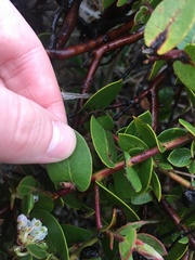 Arctostaphylos cruzensis