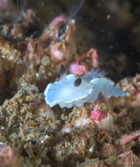 Glossodoris angasi
