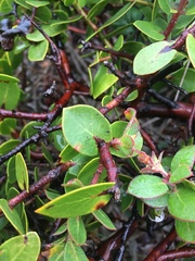 Arctostaphylos cruzensis