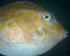 Anoplocapros inermis