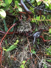 Arctostaphylos cruzensis