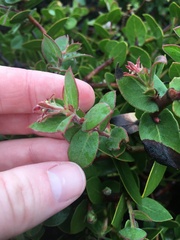 Arctostaphylos cruzensis