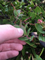 Arctostaphylos cruzensis