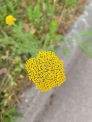Achillea filipendulina