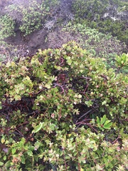 Arctostaphylos cruzensis
