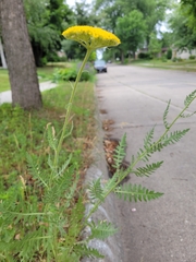Achillea filipendulina