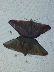 Sphacelodes vulneraria