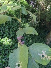 Callicarpa formosana formosana