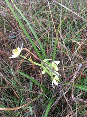 Toxicoscordion fremontii