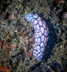 Phyllidiella pustulosa