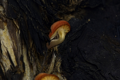 Mycena roseilignicola
