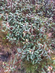 Frangula californica