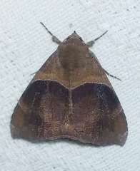 Ophisma tecta