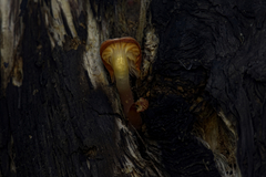 Mycena roseilignicola