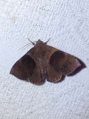 Ophisma tecta