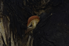 Mycena roseilignicola
