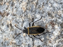Largus californicus