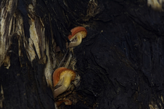 Mycena roseilignicola