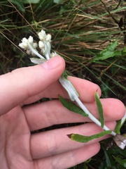 Pseudognaphalium biolettii