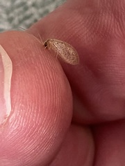Hemerobius
