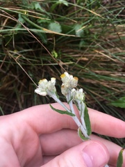 Pseudognaphalium biolettii