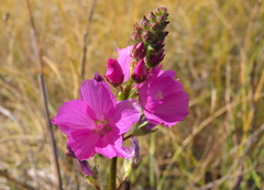 Sidalcea neomexicana