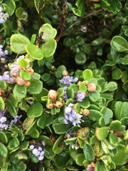 Ceanothus maritimus