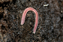 Gosodesmus claremontus