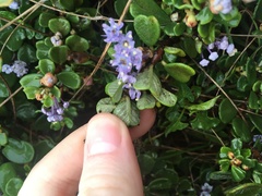 Ceanothus maritimus