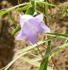 Campanula rotundifolia